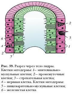 Ссылка омг официальная